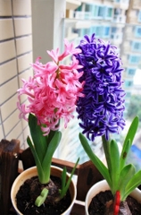Bộ 5 Củ Giống Hoa Tiên Ông ( Hoa Dạ Lan Hương ) Mix Màu