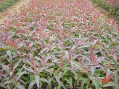 Hạt Giống Cây Bạch Đàn Đỏ