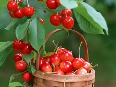 Hạt Giống Cây Cherry ( Anh Đào )