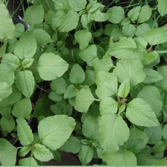 Hạt Giống Rau Dền Cơm - Gói 10gram