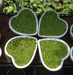 Hạt Giống Cỏ May Mắn - Gói 1gram