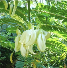 Hạt Giống Bông So Đũa Trắng