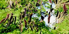 Hạt Giống Cây Bồ Kết
