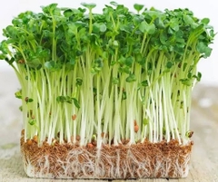 Hạt giống mầm cải ngọt (Tsoi Sim Sprouts) - Gói 20gram