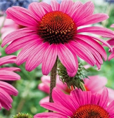 Hạt Giống Hoa Cúc Trái Thông