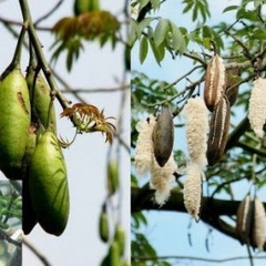 Hạt Giống Cây Bông Gòn