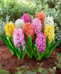 Bộ 5 Củ Giống Hoa Tiên Ông ( Hoa Dạ Lan Hương ) Mix Màu