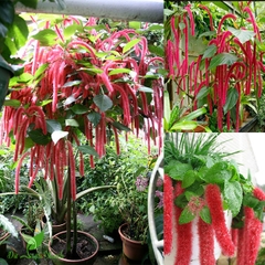 Hạt Giống Hoa Tai Tượng Đuôi Chồn Đỏ