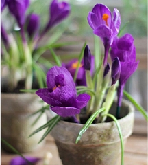 Củ Giống Hoa Nghệ Tây Hoa Màu Tím - 5 Củ