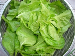 Hạt Giống Rau Xà Lách Chịu Nhiệt - Gói 5gram