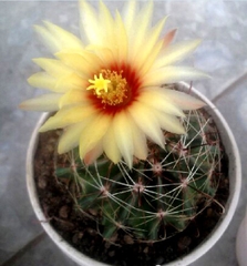 Hạt giống hoa xương rồng hamato