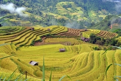 Tour Hà Giang 3 ngày 2 đêm | Hoàng Su Phì - Chiêu Lầu Thi | Leo Núi Săn Mây Và Ngắm Lúa Chín