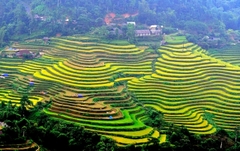 Tour Hà Giang 3 ngày 2 đêm | Hoàng Su Phì - Chiêu Lầu Thi | Leo Núi Săn Mây Và Ngắm Lúa Chín