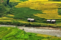 Tour Hà Giang 3 ngày 2 đêm | Hoàng Su Phì - Chiêu Lầu Thi | Leo Núi Săn Mây Và Ngắm Lúa Chín