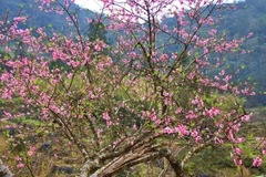 Tour Xe Máy Hà Giang | 3 Ngày 4 Đêm