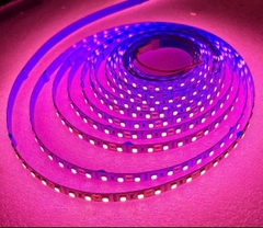 Led dây dán 2835 120b/m cuộn 5m ánh sáng hồng.