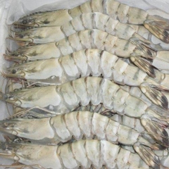 Tôm Sú đông lạnh xuất khẩu size 30 con/kg