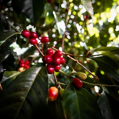 Chuyện của cà phê viên nén – Giống: Gesha