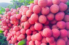Vải Thiều Lục Ngạn