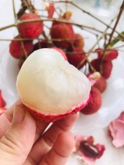 Vải U hồng, U trứng