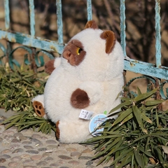 Mèo Miu Chan bụng bự
