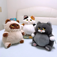 Mèo Miu Chan bụng bự