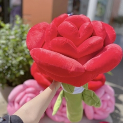 Hoa hồng bông Rosy