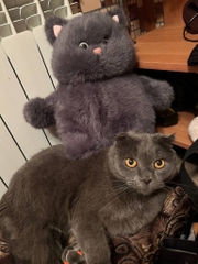 Gấu bông mèo tròn vo Bony Cat 35cm