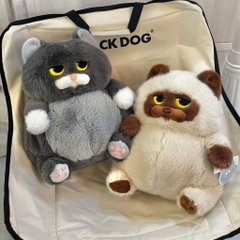 Mèo Miu Chan béo bụng bự