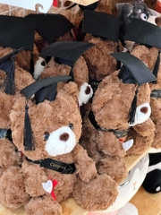 Gấu Teddy Lucky tốt nghiệp