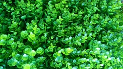 co-tai-chuot-co-nhua-gia-re-giai-phap-ly-tuong-cho-san-vuon-va-san-the-thao