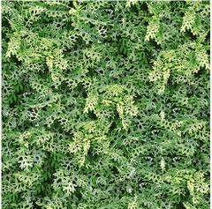Gạch lát sân vườn Đồng tâm 40x40 4040GREENERY001