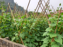 Dưa chuột ta
