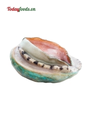 Bào Ngư Úc Bích Hổ 500G (Size 8-10 con)