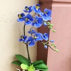 Hoa Lan Hồ Điệp màu Xanh
