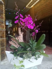 Hoa lan hồ điệp hồng