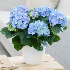 Hoa cẩm tú cầu