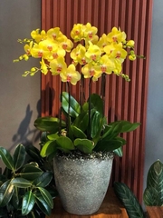 Hoa Lan Hồ Điệp Vàng Hoàng Hậu