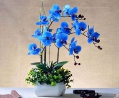 Hoa Lan Hồ Điệp màu Xanh
