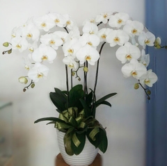 Hoa Lan Trắng