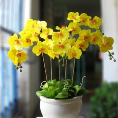 Hoa Lan Hồ Điệp Vàng Hoàng Hậu