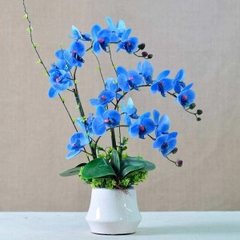 Hoa Lan Hồ Điệp màu Xanh