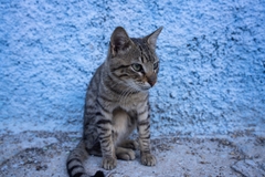 Tamron 28-200mm F/2.8-5.6 Di III RXD Sony FE - A071S