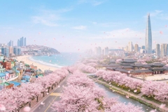 Hoa anh đào Hàn Quốc 2026 nở từ cuối tháng 3, các lễ hội mùa xuân đồng loạt diễn ra