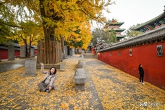 Ngắm nhìn mùa thu nhuộm vàng cây, lá ở Trung Quốc