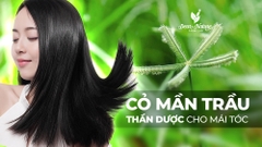 Cỏ Mần Trầu: 
