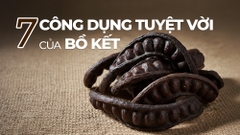 Bồ Kết Là Gì? 7 Công Dụng Tuyệt Vời Của Bồ Kết Cho Mái Tóc