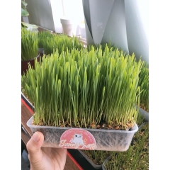Combo tự trồng lúa mạch