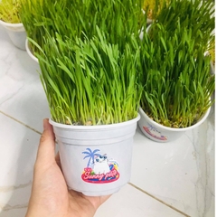 Cỏ lúa mạch tươi trị búi lông hỗ trợ tiêu hóa cho chó mèo - loại trồng sẵn