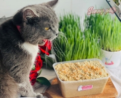 Sunny pate dinh dưỡng cho chó mèo - HỘP 1KG